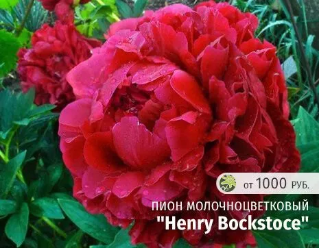 Henry Bockstoce.jpg